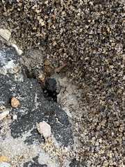 Pheidole obscurithorax