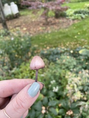 Mycena purpureofusca