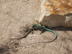 Cnemidophorus arubensis