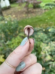 Mycena purpureofusca