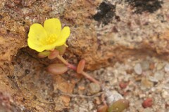 Portulaca