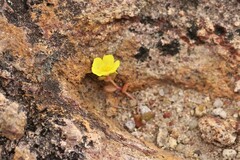Portulaca