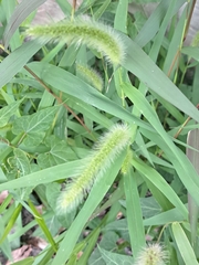 Setaria viridis