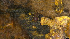 Dicyrtomidae