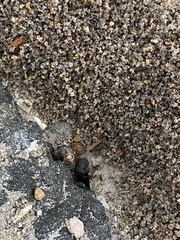 Pheidole obscurithorax