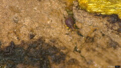 Dicyrtomidae