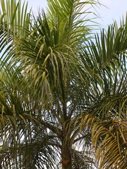 Arecaceae