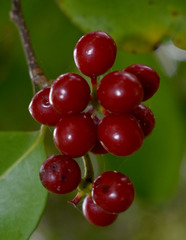 Huberantha nitidissima