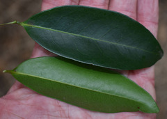 Huberantha nitidissima