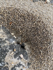 Pheidole obscurithorax