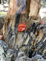 Tulasnella aurantiaca