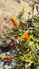 Chuquiraga longiflora