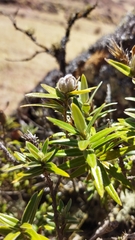 Chuquiraga longiflora