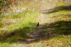 Turdus migratorius image