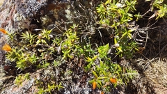Chuquiraga longiflora