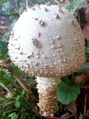 Saproamanita vittadinii