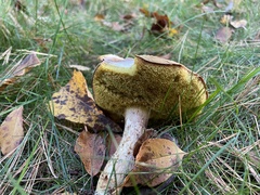 Suillus luteus