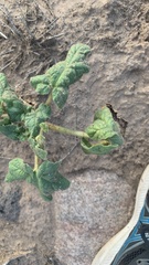 Proboscidea parviflora