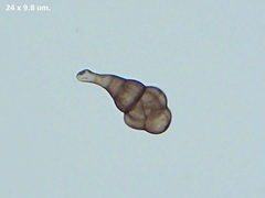 Alternaria