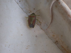 Piezodorus lituratus