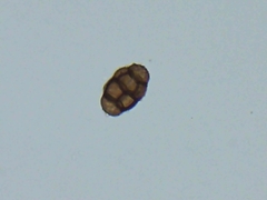 Pithomyces