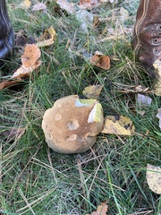 Suillus luteus