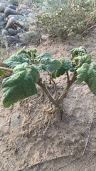 Proboscidea parviflora