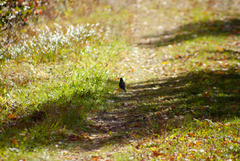 Turdus migratorius image