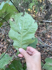 Quercus marilandica