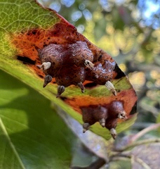 Gymnosporangium sabinae