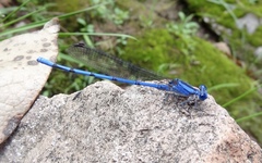 Argia lacrimans