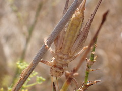 Tettigoniinae