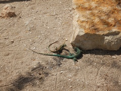 Cnemidophorus arubensis