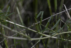 Vicia peregrina