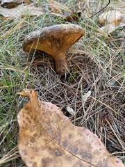 Paxillus involutus