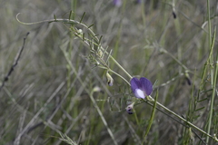 Vicia peregrina