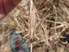 Tettigoniinae