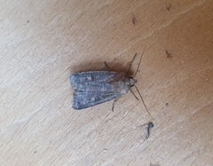 Xestia xanthographa