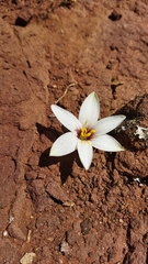 Zephyranthes andina