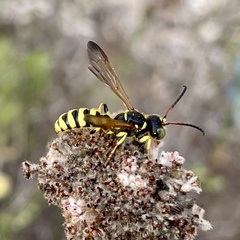 Cerceris sextoides