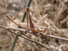 Tettigoniinae