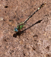 Erpetogomphus molossus