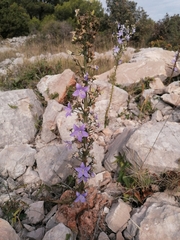 Campanula pyramidalis
