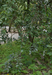 Glochidion harveyanum