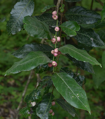 Glochidion harveyanum