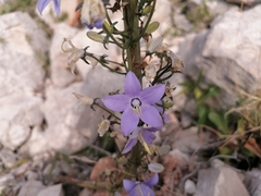 Campanula pyramidalis