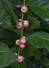 Glochidion harveyanum