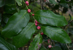 Glochidion harveyanum