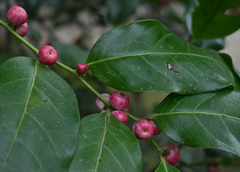 Glochidion harveyanum