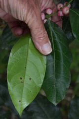 Glochidion harveyanum